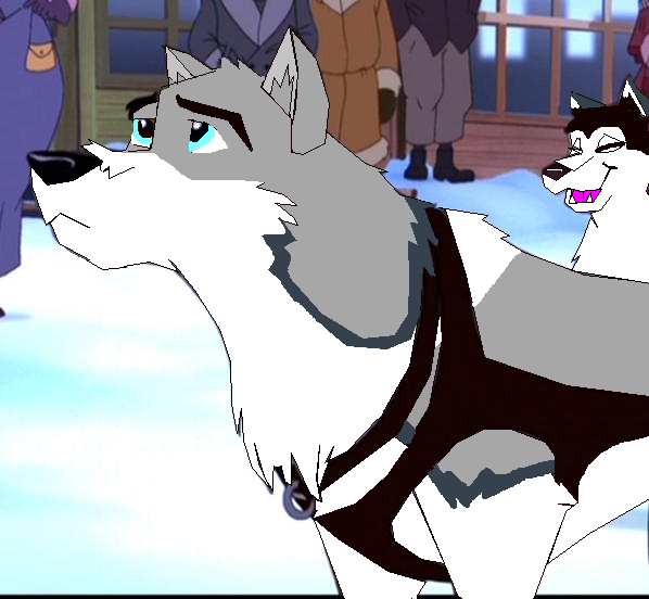 Leah the wolfdog being a sled dog^