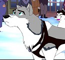 Leah the wolfdog being a sled dog^