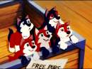 Free pups to ... members of Balto surce 