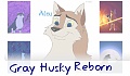 Gray Husky Reborn