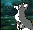 I see yew