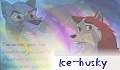 ice_husky