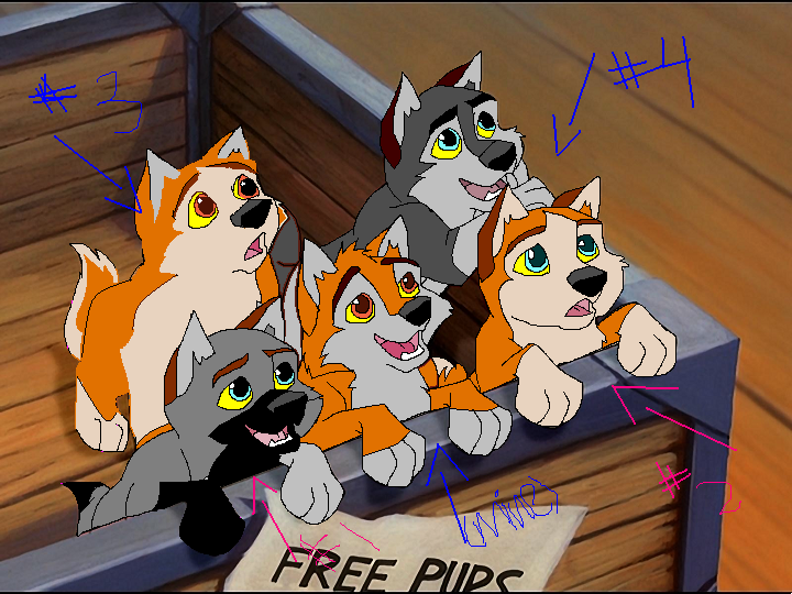 Aspen x Pawnee pups for adoption!