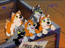 Aspen x Pawnee pups for adoption!