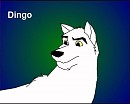 Dingo