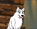 Dingo