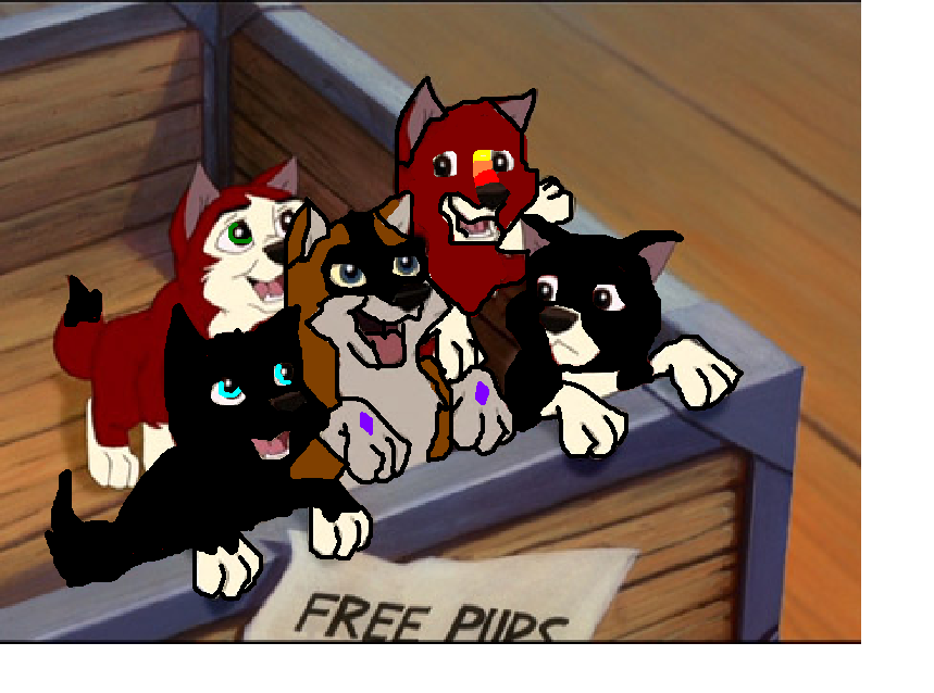 Tovah And Karka's Pups For Adoption!!