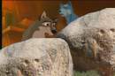 Weed and Balto