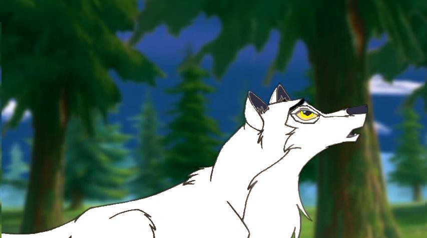 aniu dans la foret :
