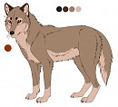 Purebred Wolf Balto