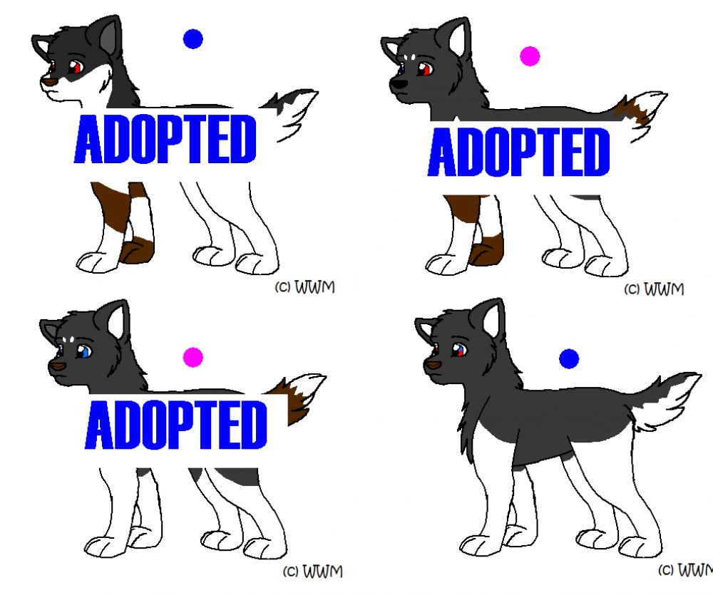 Tyson and Eclipse's pups up for ADOPTION