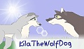 KilaTheWolfDog