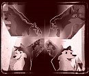 Balto,Jenna,Aleu,and Kodi