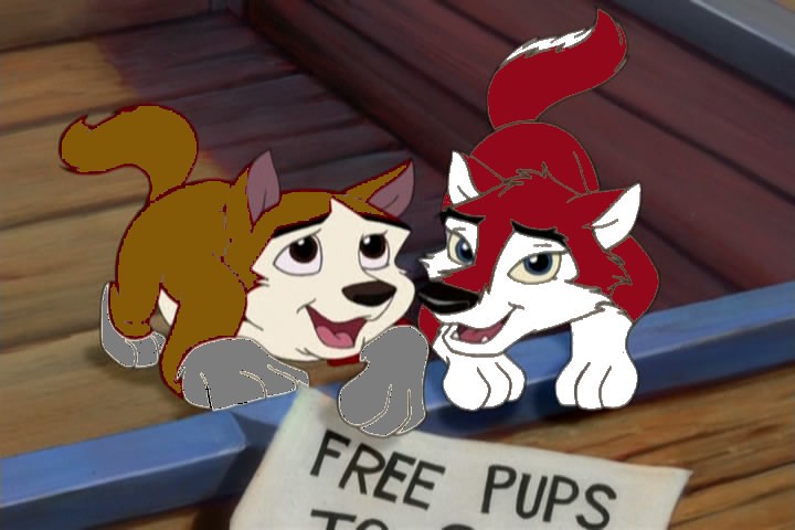 Two pups for adoption