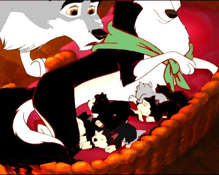 stars pups