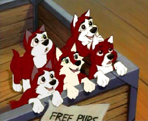 baltos pups