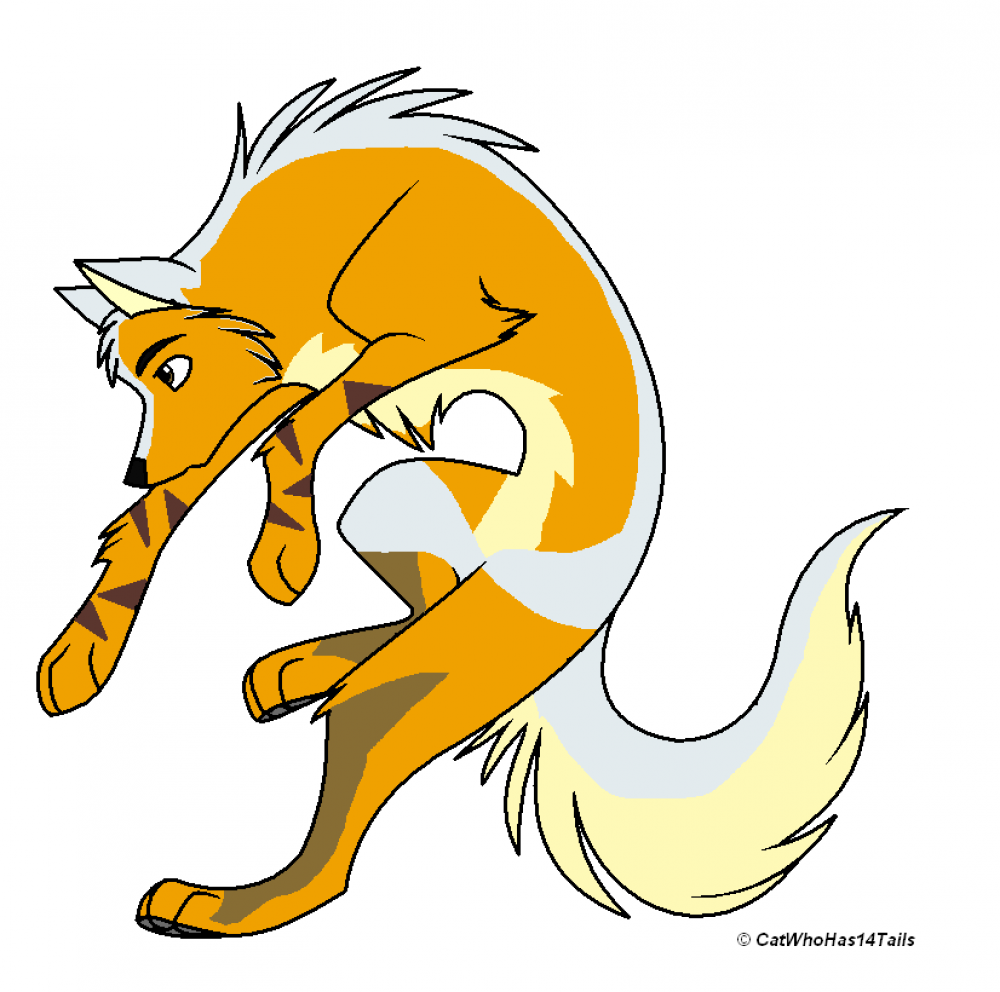 Dingo