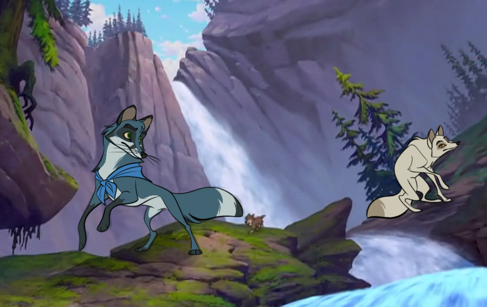 The fox calling 