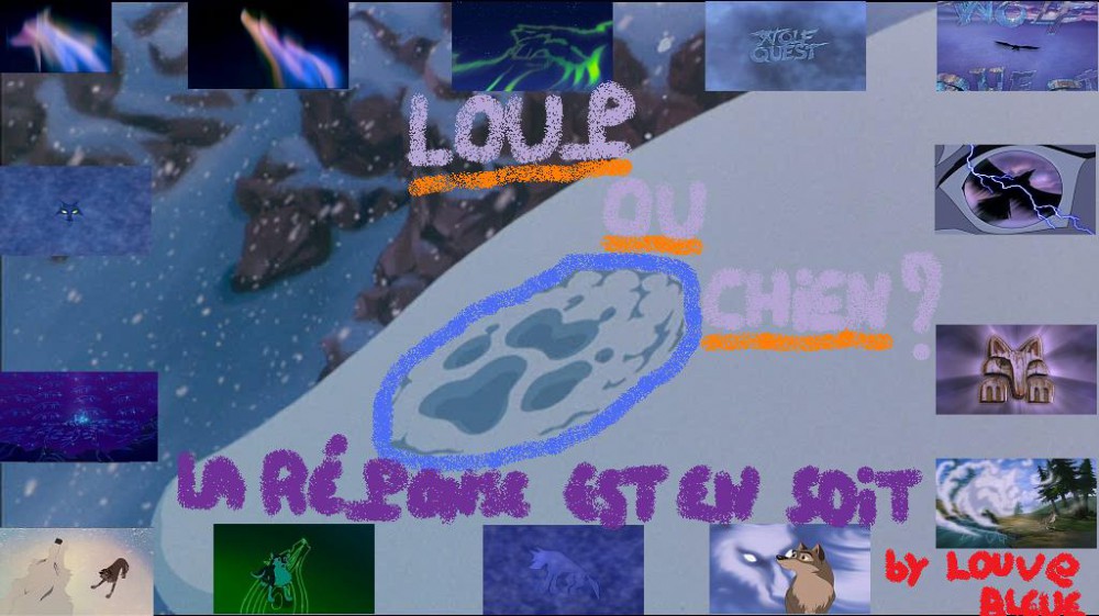 loup ou chien?