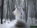 Snow Wolf