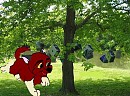 Red under an apple tree. 