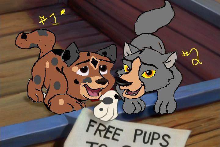 pups for adoption #1 and #2