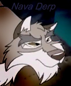 Nava Derp
