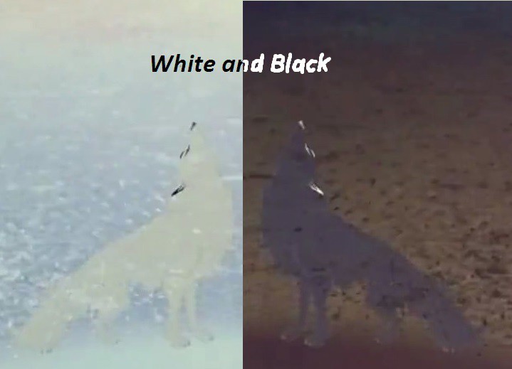 White and Black