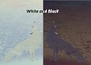 White and Black
