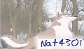 nat43017
