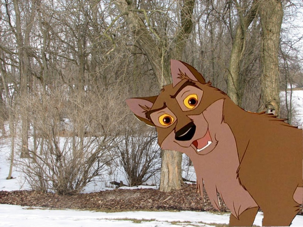 Balto in my backyard