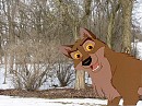 Balto in my backyard