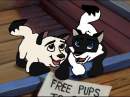Ciani's pups : John and Shawn