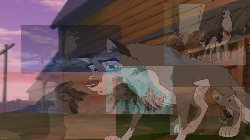 A true wolfdog