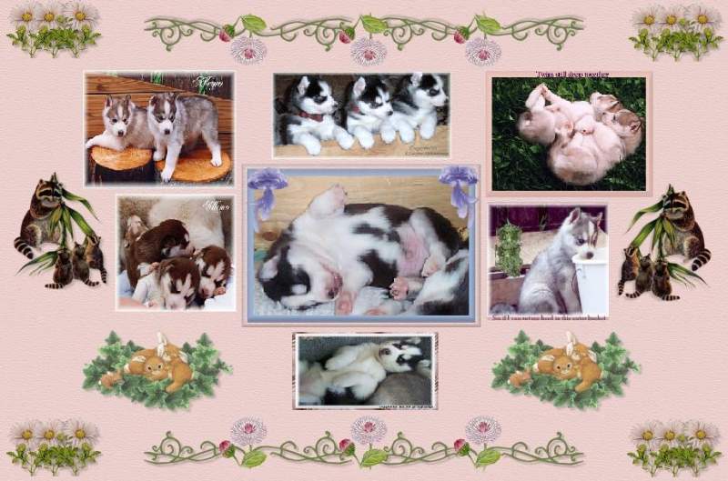 Collage of Huskies in Pink