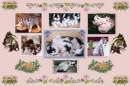 Collage of Huskies in Pink