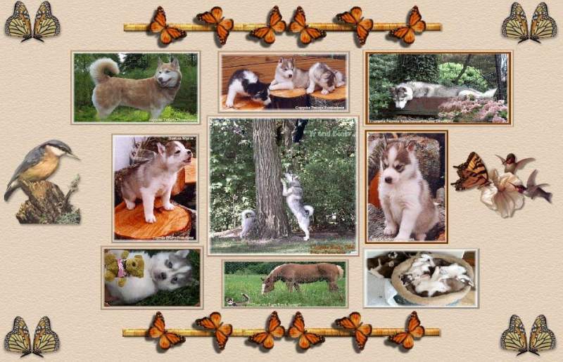 Husky Collage in Orange