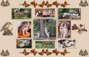 Husky Collage in Orange