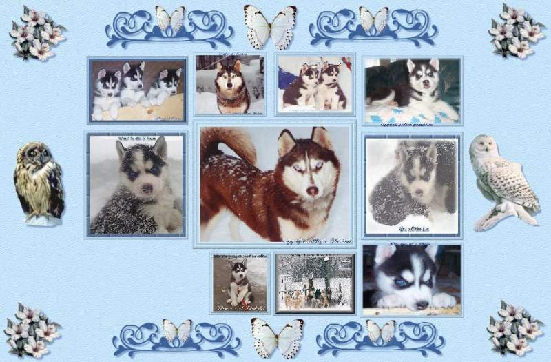 Husky Collage Blue Background