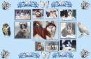 Husky Collage Blue Background