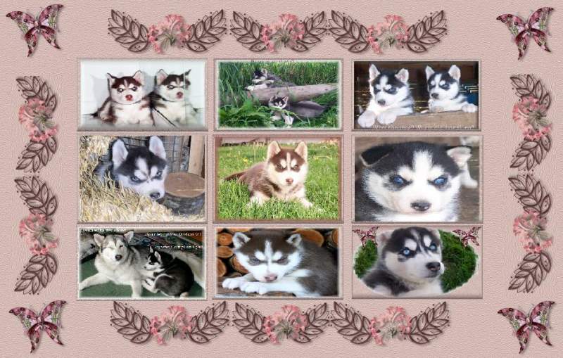 Husky Collage Blue Background