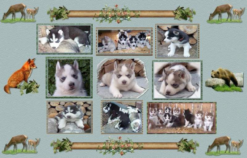 Green Husky Collage