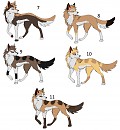 seond litter of pups 