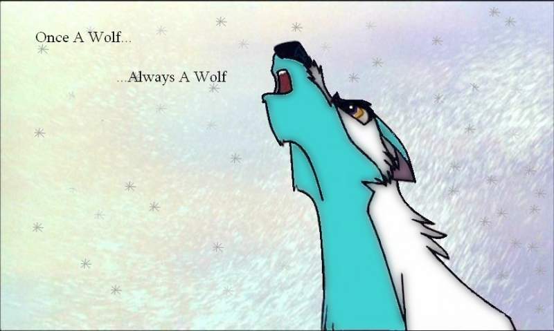 Once a Wolf Always A wolf