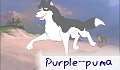 purple_puma