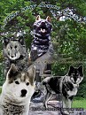 Protectors 