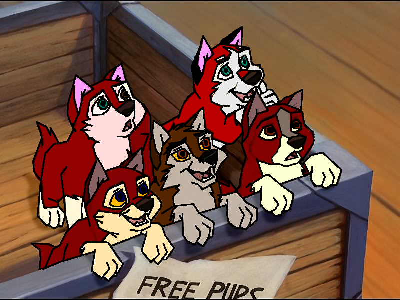 Balto and Jenna's Fourth Litter