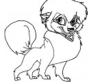 Small dog base