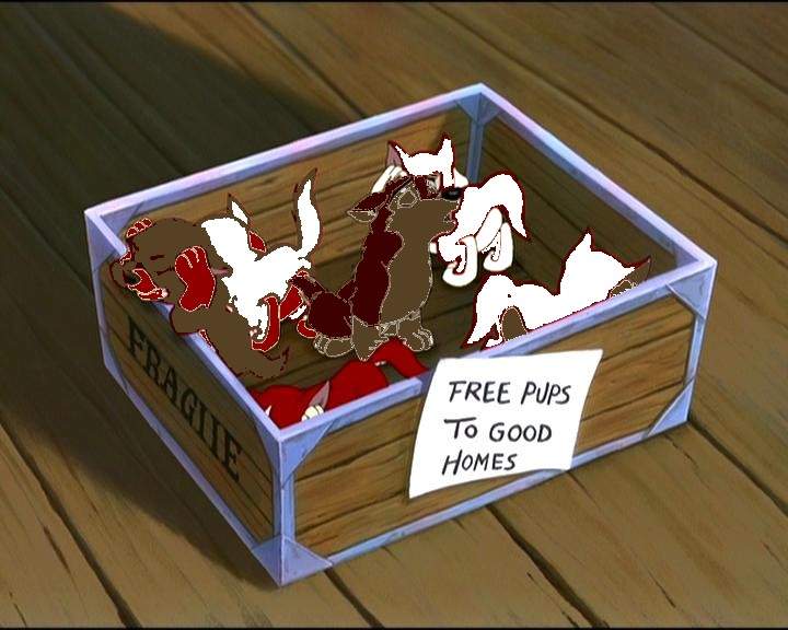 Balto and Jenna's pups litter 2