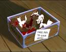 Balto and Jenna's pups litter 2